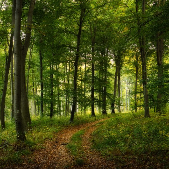 autumn forest